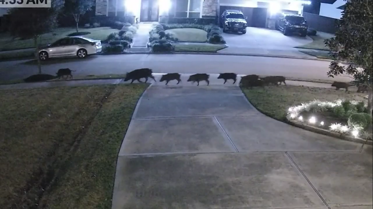 Feral hogs in Fort Bend county, Texas Dozens of hogs leave trail of